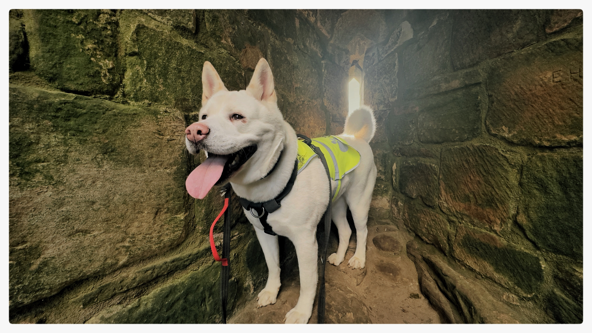 Kimie — Japanese Akita, community support dog for veterans in Wigan This is Kimie our Japanese Akita, she's 6 years old and is a community support dog for veterans.